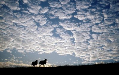 schapenwolken