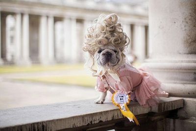 Charlotte the French Bulldog